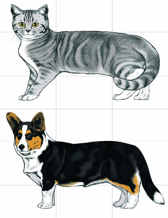 This is a full-color illustration of sample cards for the game Once Upon a Tale. The background is white, and a 3x3 grid is drawn that splits each animal into 9 equal parts. Both animals are facing left, and are drawn at differing scales so that their bodies fit together when swapped. The animals portrayed in this card are a grey tabby cat and a corgi