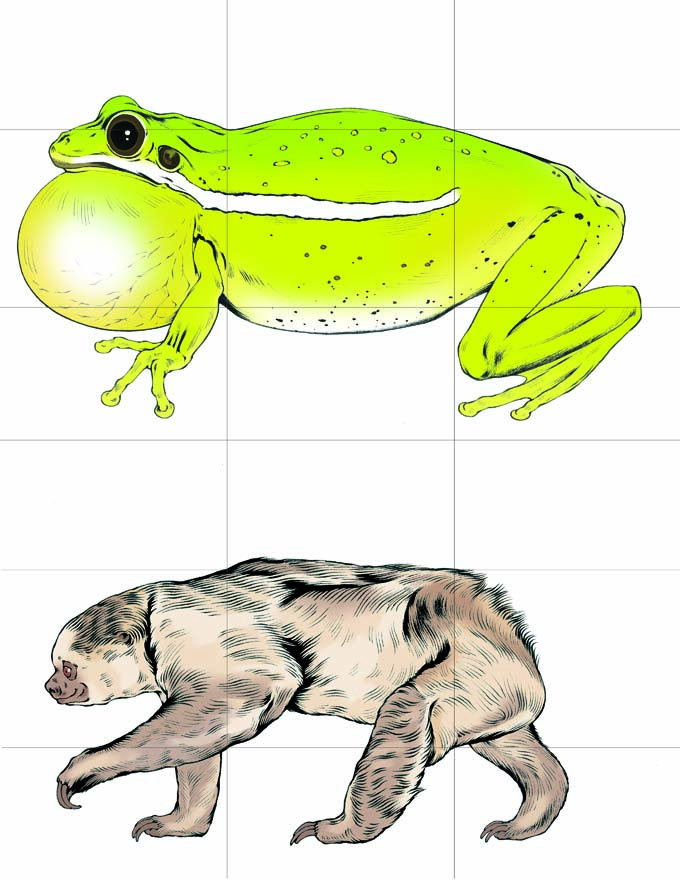 This is a full-color illustration of sample cards for the game Once Upon a Tale. The background is white, and a 3x3 grid is drawn that splits each animal into 9 equal parts. Both animals are facing left, and are drawn at differing scales so that their bodies fit together when swapped. The animals portrayed in this card are a frog with its throat bulging out and a sloth