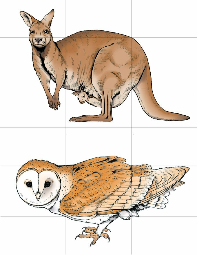 This is a full-color illustration of sample cards for the game Once Upon a Tale. The background is white, and a 3x3 grid is drawn that splits each animal into 9 equal parts. Both animals are facing left, and are drawn at differing scales so that their bodies fit together when swapped. The animals portrayed in this card are a kangaroo (with a joey in its pouch) and an owl