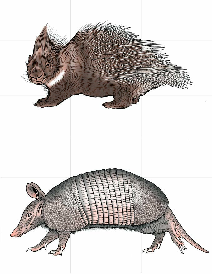 This is a full-color illustration of sample cards for the game Once Upon a Tale. The background is white, and a 3x3 grid is drawn that splits each animal into 9 equal parts. Both animals are facing left, and are drawn at differing scales so that their bodies fit together when swapped. The animals portrayed in this card are the porcupine and aardvark