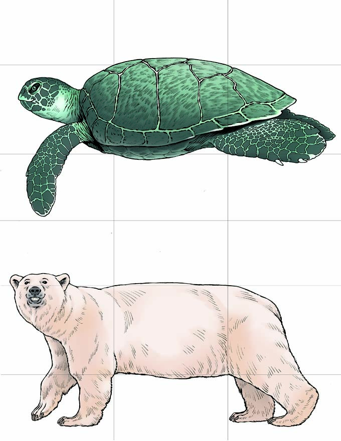 This is a full-color illustration of sample cards for the game Once Upon a Tale. The background is white, and a 3x3 grid is drawn that splits each animal into 9 equal parts. Both animals are facing left, and are drawn at differing scales so that their bodies fit together when swapped. The animals portrayed in this card are the turtle and polar bear