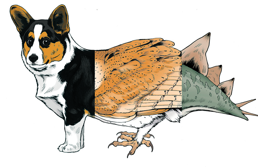 This is a full-color illustration of a hybrid animal created with the Once Upon a Tale animal cards. The animal is facing left, and has the head and front paws of a corgi, the body and legs of a barn owl, and the tail of a stegosaurus